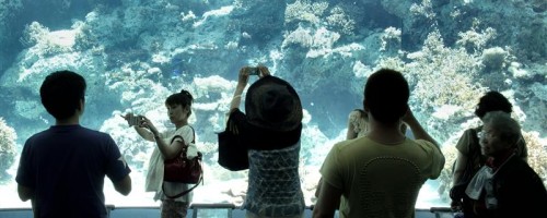 Okinawa Ocean Expo Park - Visitors taking Photographs