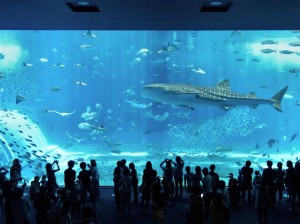 Okinawa Ocean Expo Park - Big Fish in Fish Tank