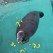 Okinawa Ocean Expo Park - Feeding the Sea Lion